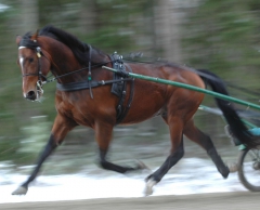 Foto; A.Lindblom/Travkompaniet